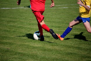 体育文化节活动预告，体育文化节活动流程